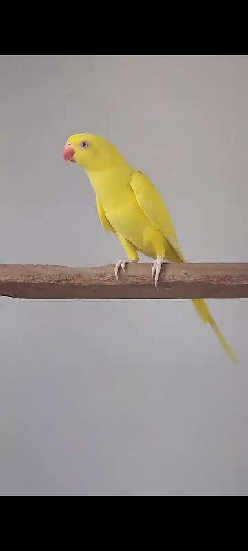 YELLOW RINGNECK  PAIR FOR SALE. 10