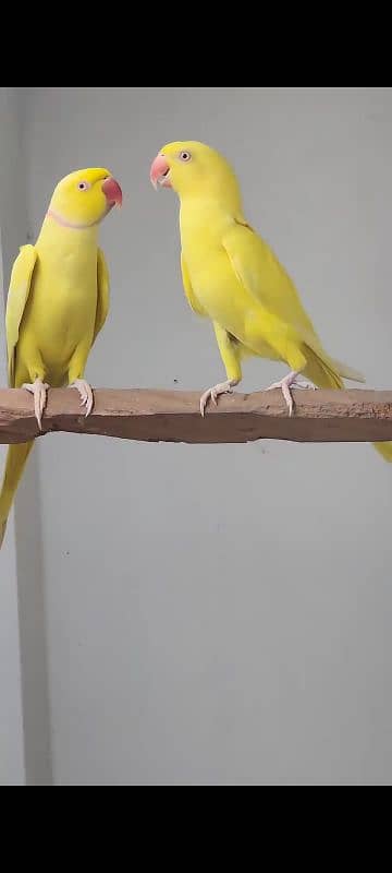 YELLOW RINGNECK  PAIR FOR SALE. 11