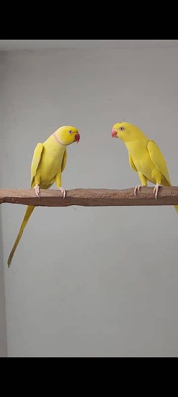 YELLOW RINGNECK  PAIR FOR SALE. 12