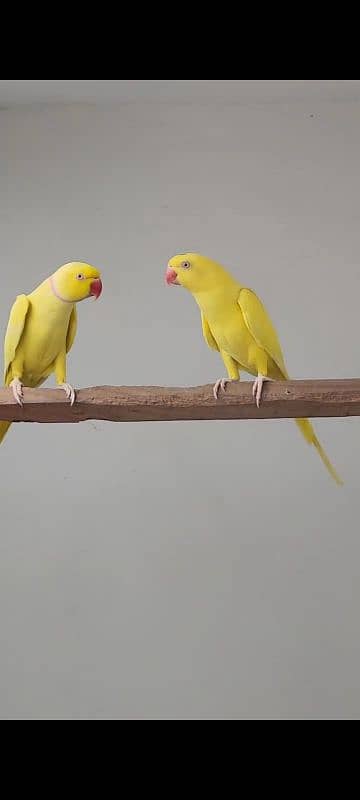 YELLOW RINGNECK  PAIR FOR SALE. 13