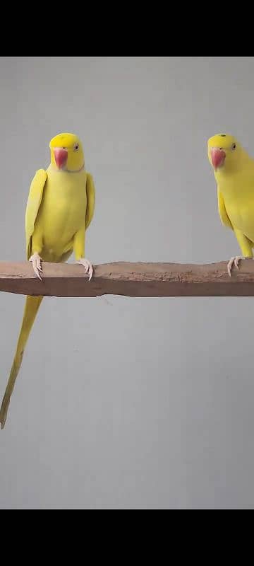 YELLOW RINGNECK  PAIR FOR SALE. 14