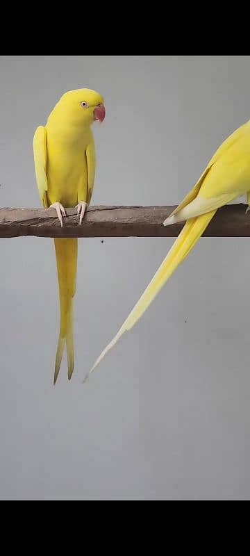 YELLOW RINGNECK  PAIR FOR SALE. 15