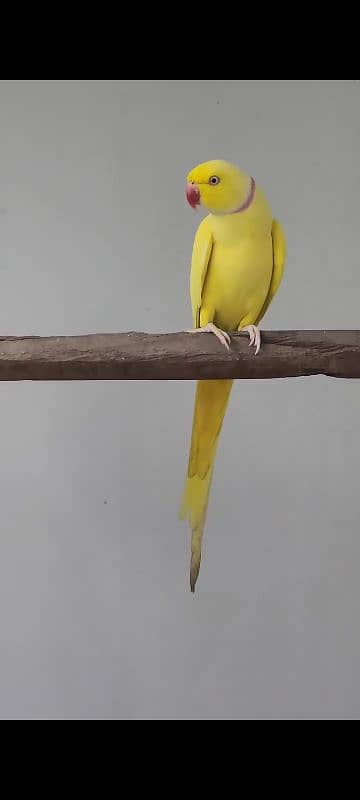 YELLOW RINGNECK  PAIR FOR SALE. 16