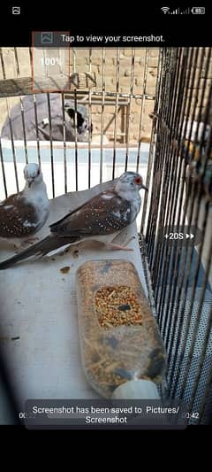 dove dimond pied pair for sell