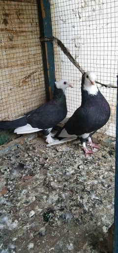 black mukhiya Breeder pair