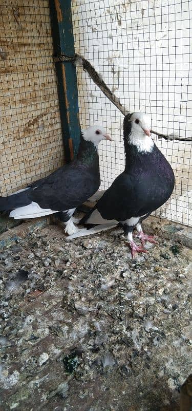 black mukhiya Breeder pair 1