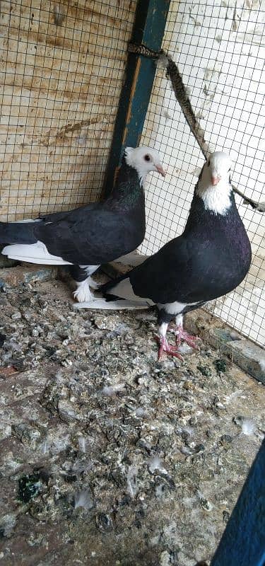 black mukhiya Breeder pair 2