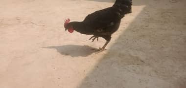 Australorp male for sale