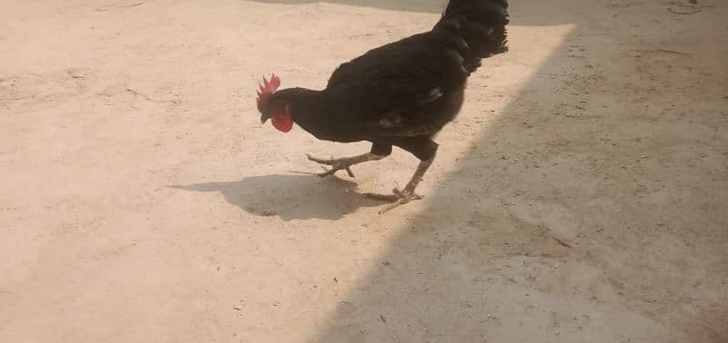 Australorp male for sale 1