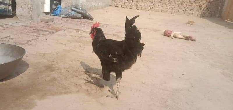 Australorp male for sale 2