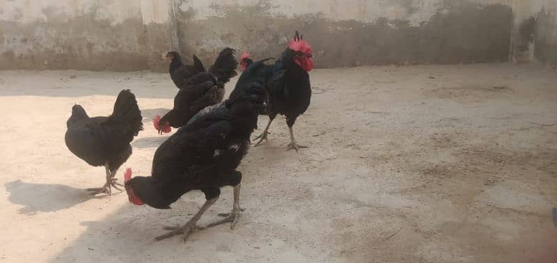 Australorp male for sale 3