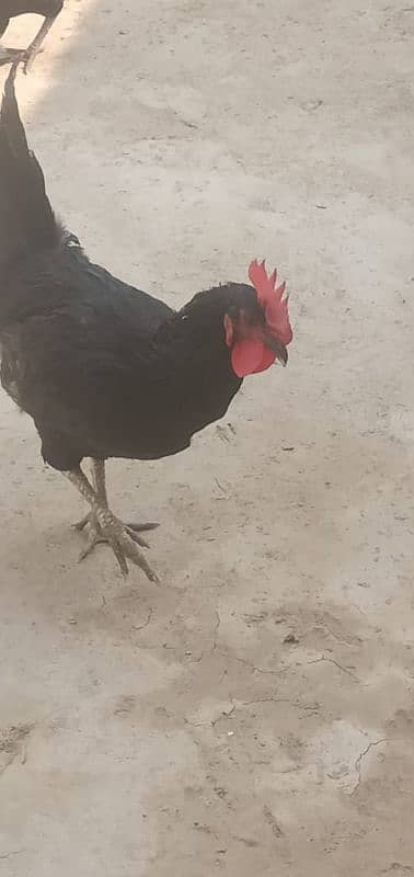 Australorp male for sale 4