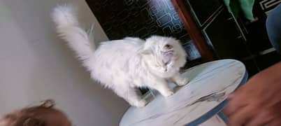 Persian triple coat cat available