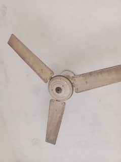 celling fan