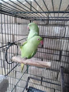 Green Parrot pair for sale