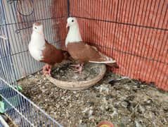 Karbalai pigeons available. . .