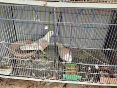 Karbalai pigeons available. . .