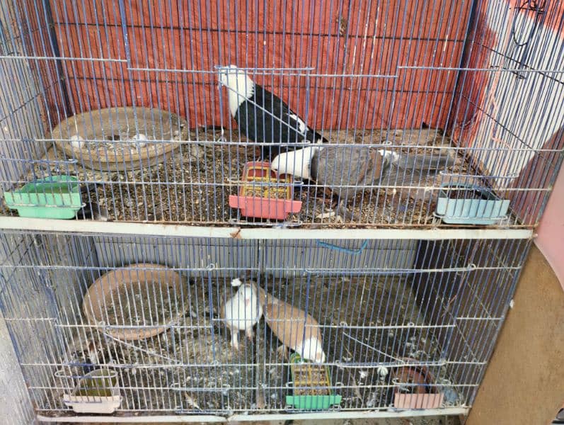 Karbalai pigeons available. . . 2