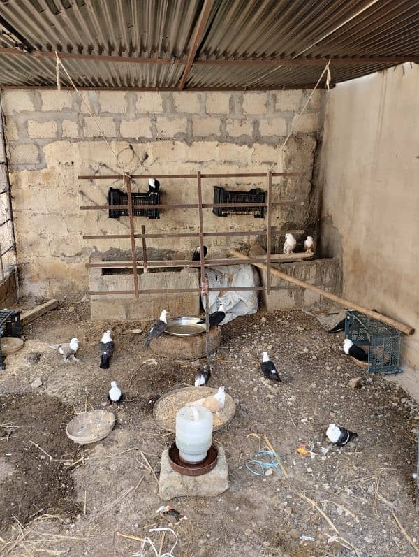 Karbalai pigeons available. . . 3