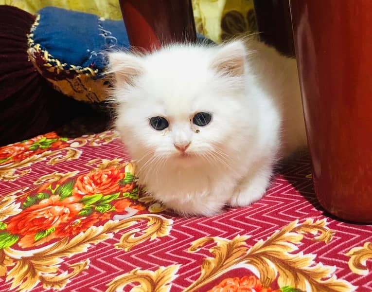 Persian kittens 0