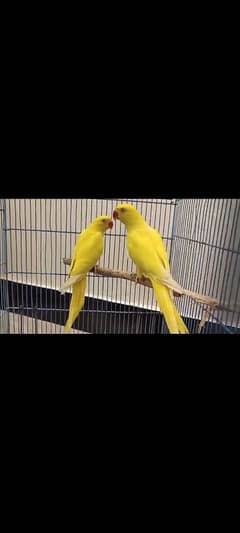 YELLOW RINGNECK DNA PATHA PAIR FOR SALE.