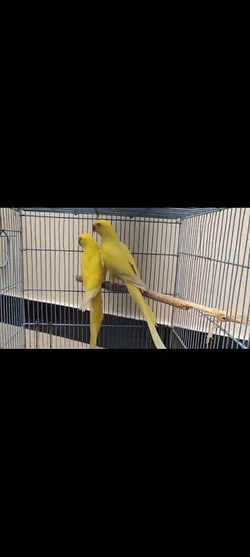 YELLOW RINGNECK DNA PATHA PAIR FOR SALE. 1