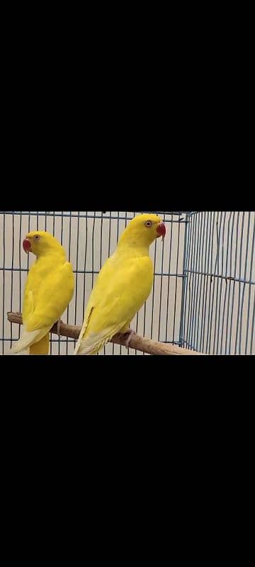 YELLOW RINGNECK DNA PATHA PAIR FOR SALE. 2