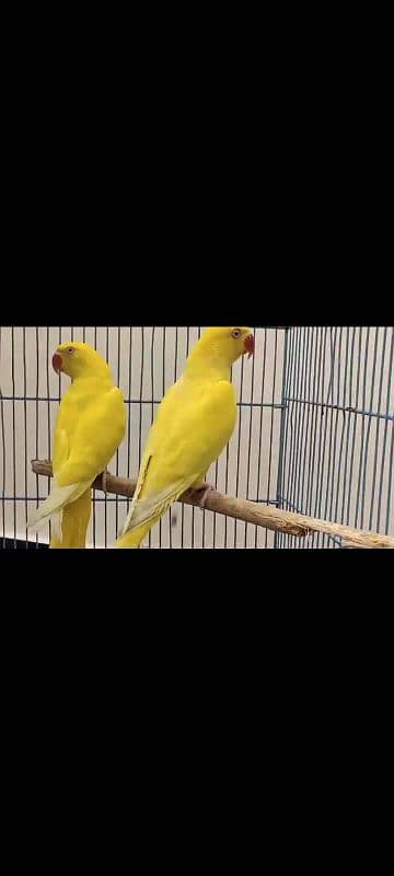 YELLOW RINGNECK DNA PATHA PAIR FOR SALE. 3