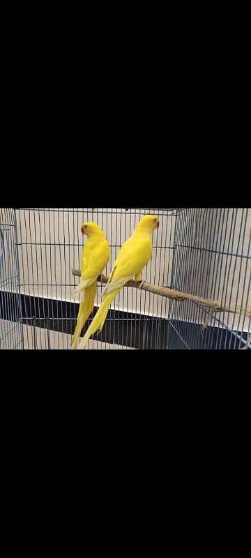 YELLOW RINGNECK DNA PATHA PAIR FOR SALE. 4