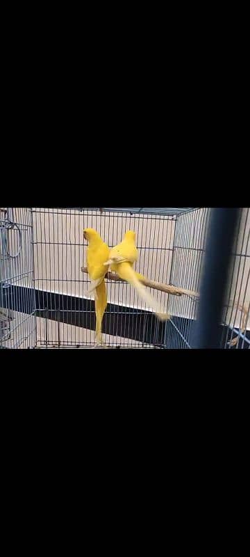 YELLOW RINGNECK DNA PATHA PAIR FOR SALE. 5