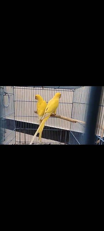 YELLOW RINGNECK DNA PATHA PAIR FOR SALE. 6