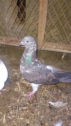 Pigeons For Sale