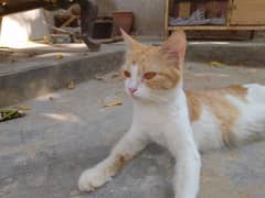 Cute cat and 3 kittens