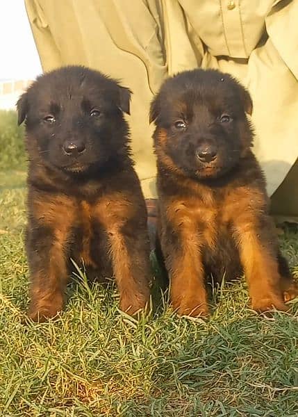 German shepherd dubal cout pair 55 Day for sale 0