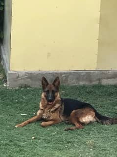 German Shepherd Female