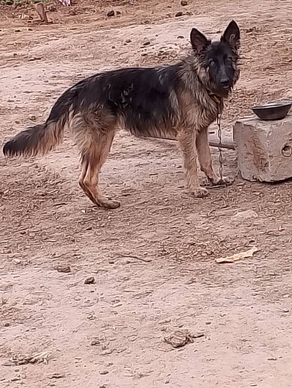 German shepherd imported breed 1