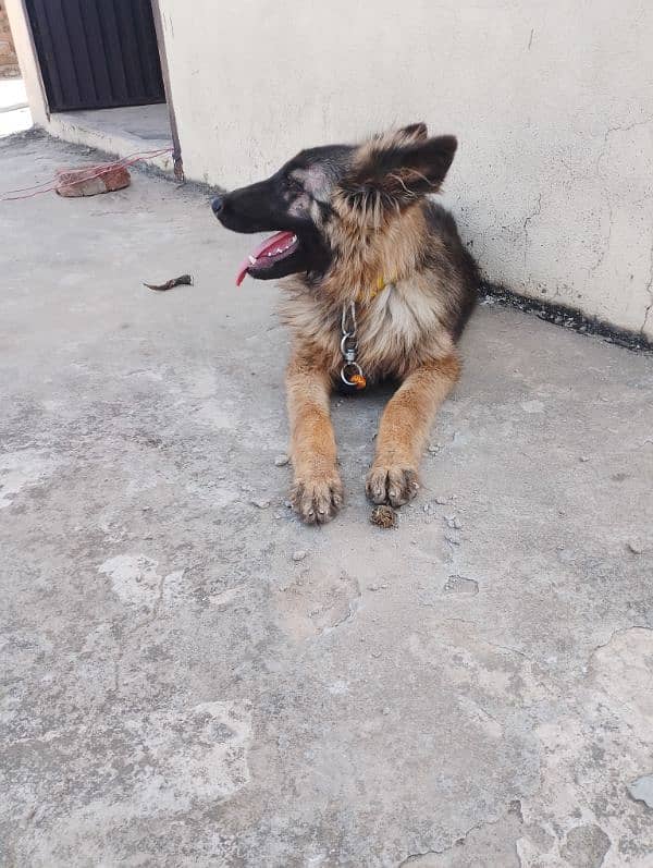 German shepherd imported breed 2