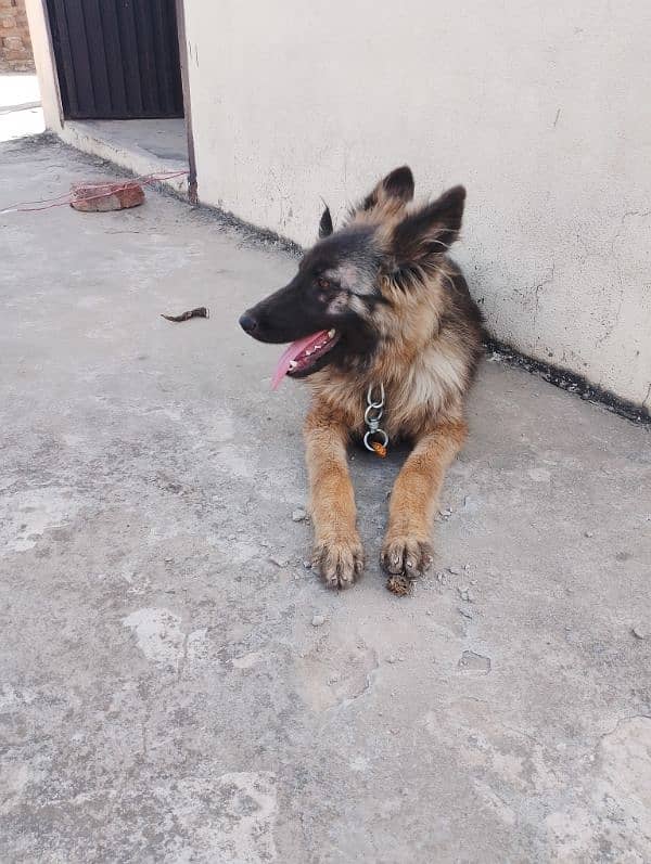 German shepherd imported breed 3