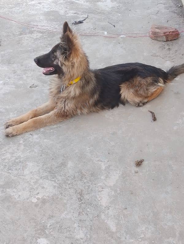 German shepherd imported breed 4