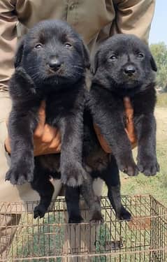 balck shepherd dubal cout pair 55 Day for sale