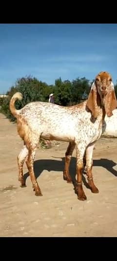 desi Bakra for sale/03492022936