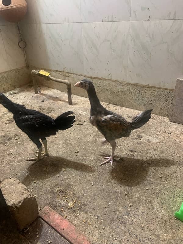 ASEEL Murga Murgi Pathai Pathiyan Turkey Pinjara for sale 10