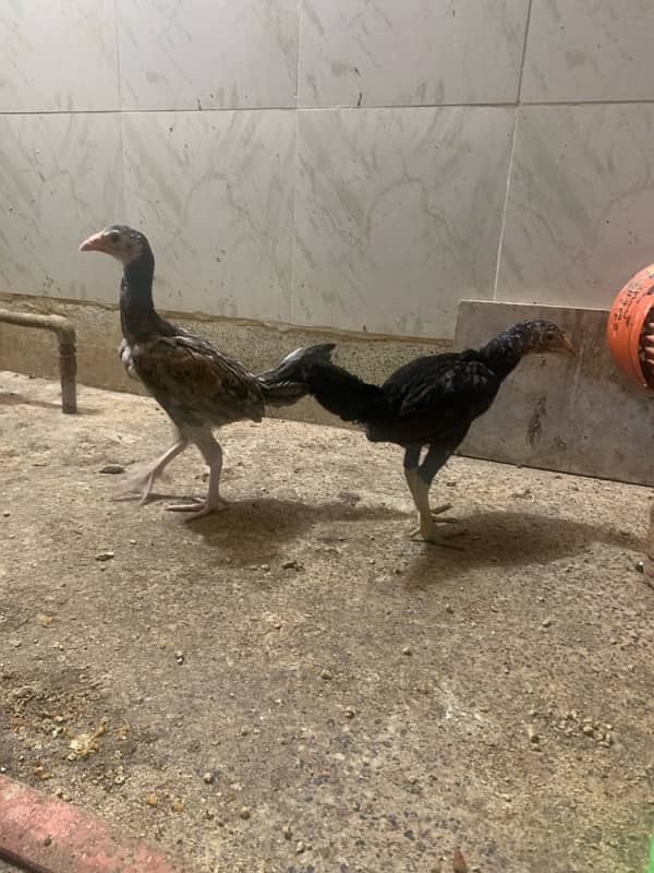 ASEEL Murga Murgi Pathai Pathiyan Turkey Pinjara for sale 12