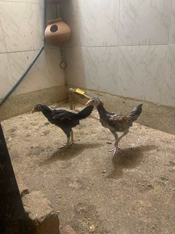 ASEEL Murga Murgi Pathai Pathiyan Turkey Pinjara for sale 13