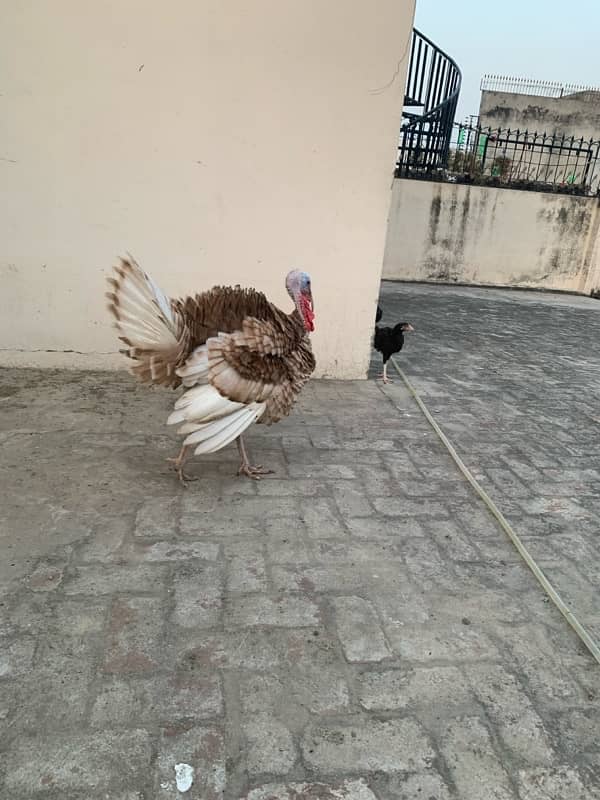 ASEEL Murga Murgi Pathai Pathiyan Turkey Pinjara for sale 17