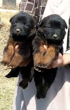 German shepherd dubal cout pair 55 Day for sale