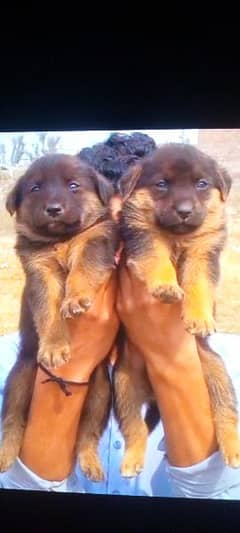 German shepherd dubal cout pair 55 Day for sale