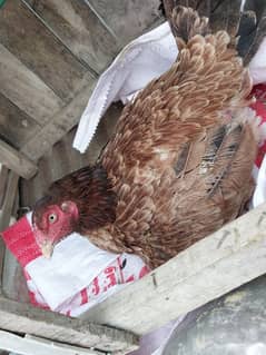 Two kurk hens and Aseel Rooster for sale