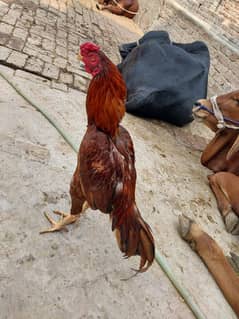 Aseel Rooster for sale