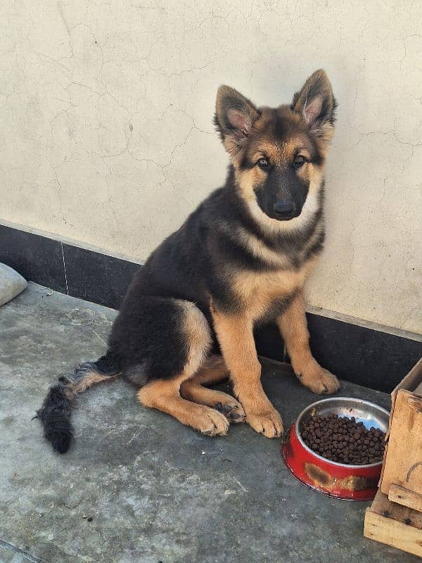 German shepherd male available for sale 1